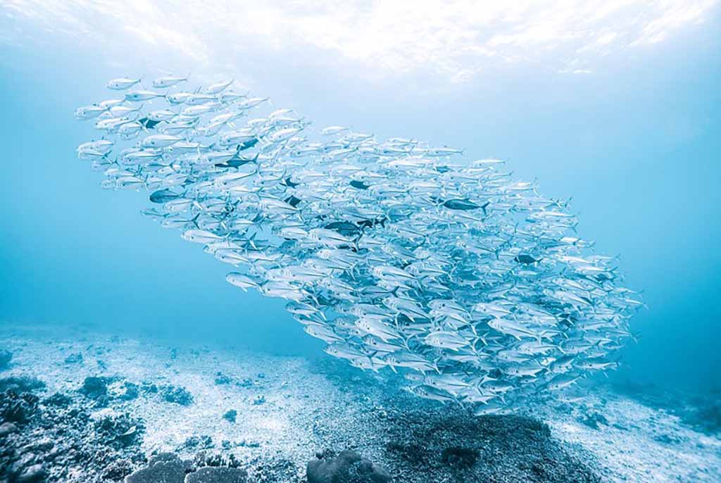 School of fish under the ocean water