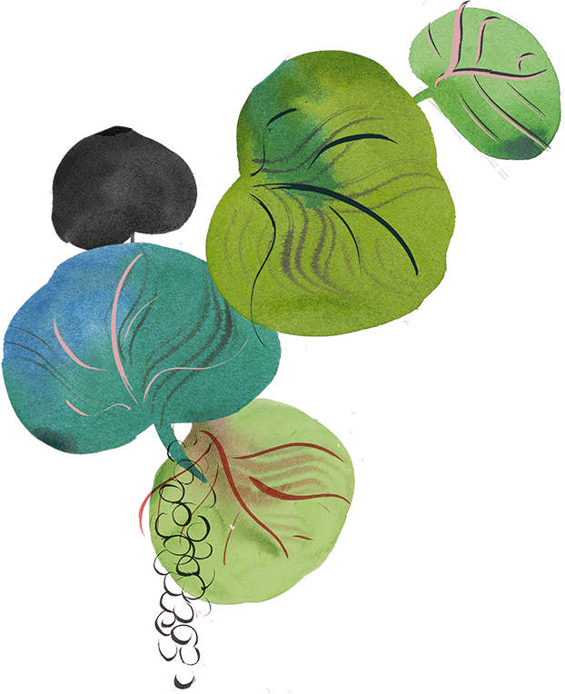 sea grapes vignette 1