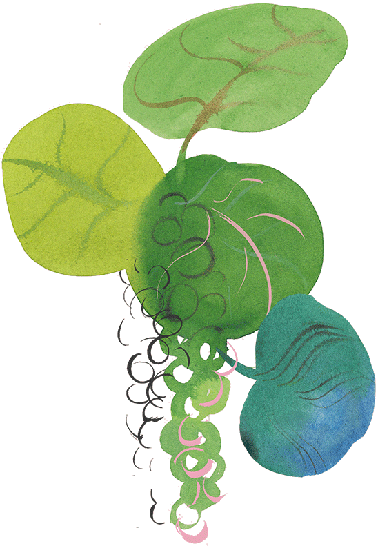 sea grapes vignette 2