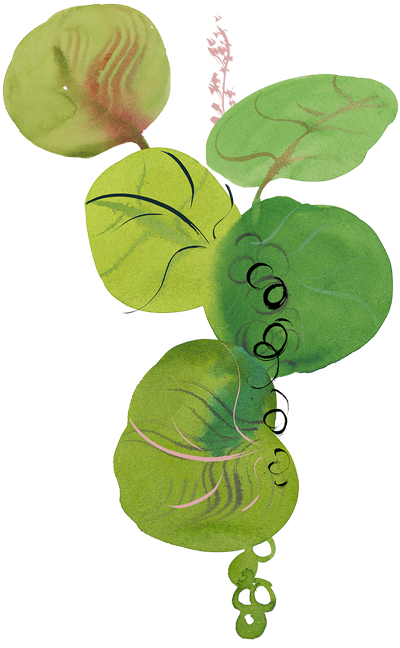 sea grapes vignette 5