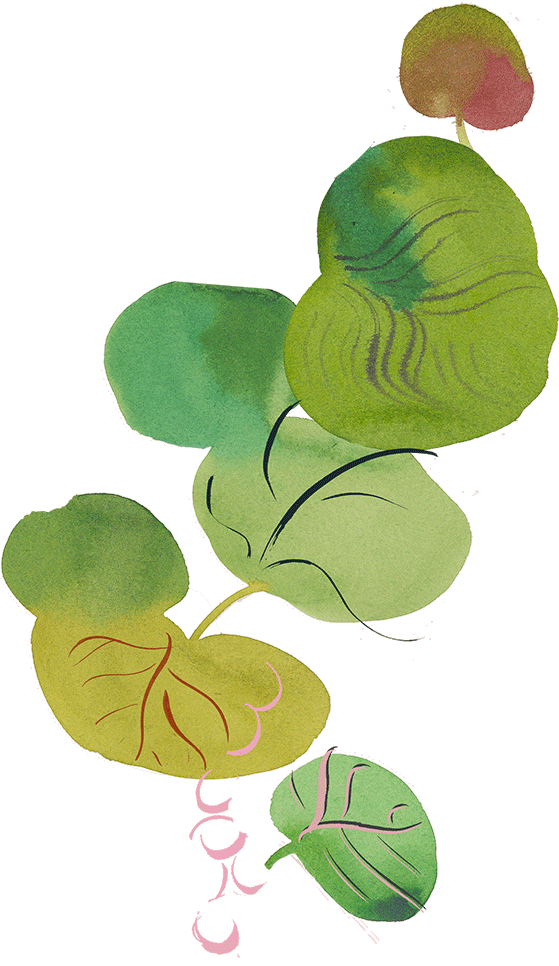 illustration of sea grapes vertical