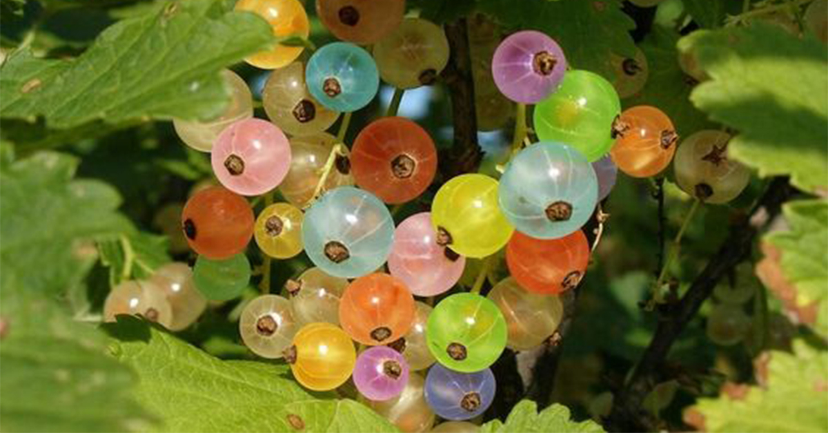 Ever heard of the “ɡem grape”? It’s a гагe variety that fruits only once in five years! 