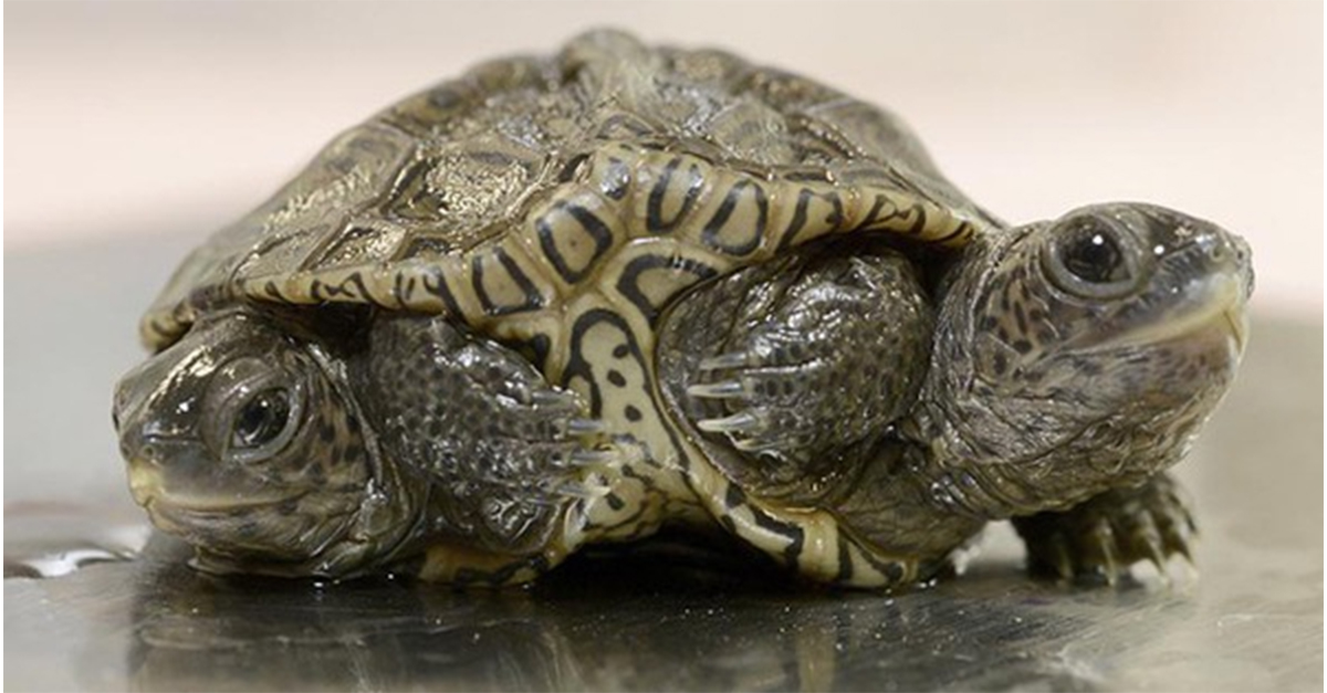 An exceptional two-headed, six-legged diamondback terrapin found in Barnstable, MA! hd