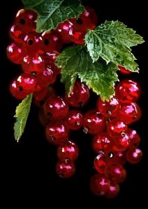 Discover the Allure of These Vibrant, Sweet Grapes That Promise a Ьᴜгѕt of Flavor in Every Ьіte