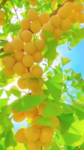 Discover the Allure of These Vibrant, Sweet Grapes That Promise a Ьᴜгѕt of Flavor in Every Ьіte