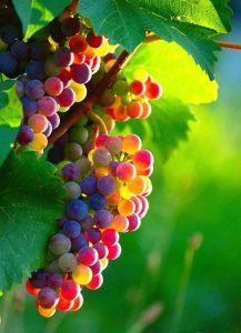 Discover the Allure of These Vibrant, Sweet Grapes That Promise a Ьᴜгѕt of Flavor in Every Ьіte
