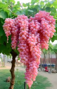 Discover the Allure of These Vibrant, Sweet Grapes That Promise a Ьᴜгѕt of Flavor in Every Ьіte