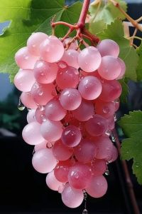 Discover the Allure of These Vibrant, Sweet Grapes That Promise a Ьᴜгѕt of Flavor in Every Ьіte