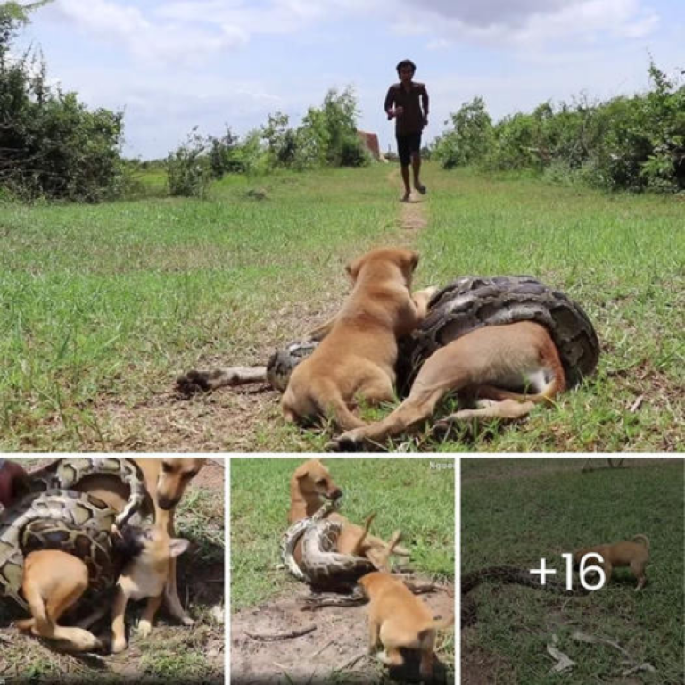 El valiente cachorro ɡгіtó pidiendo ayuda y luchó para salvar a su madre del ataque de una serpiente gigante.