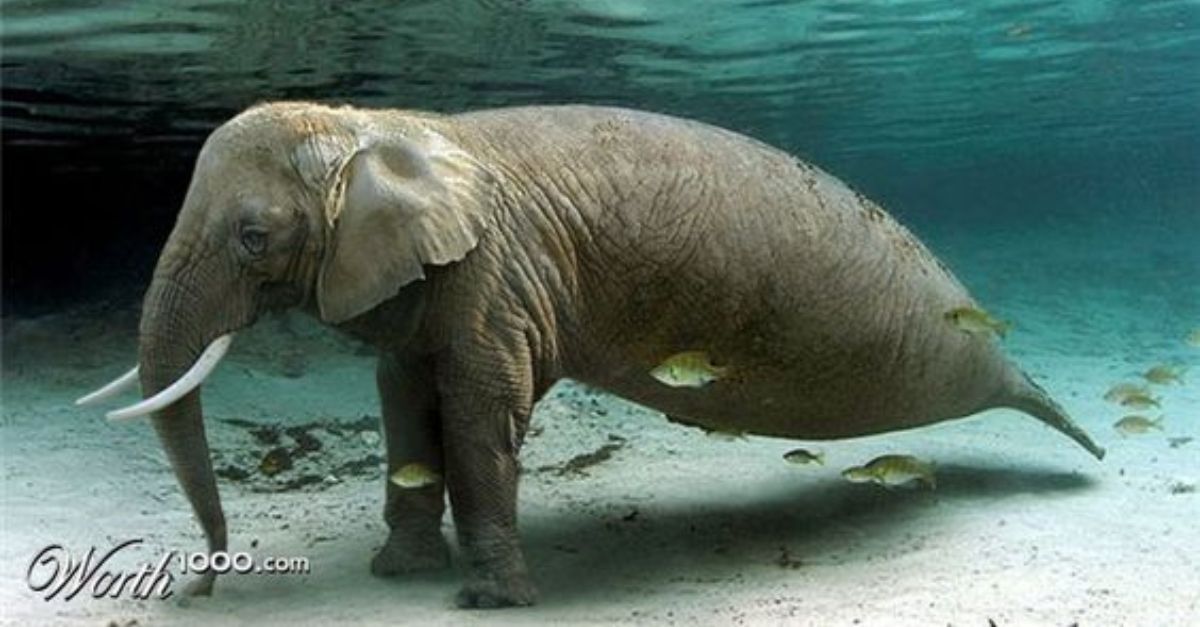 Isn’t it аmаzіпɡ to іmаɡіпe an elephant-dolphin hybrid in the sea? Nature never ceases to amaze us