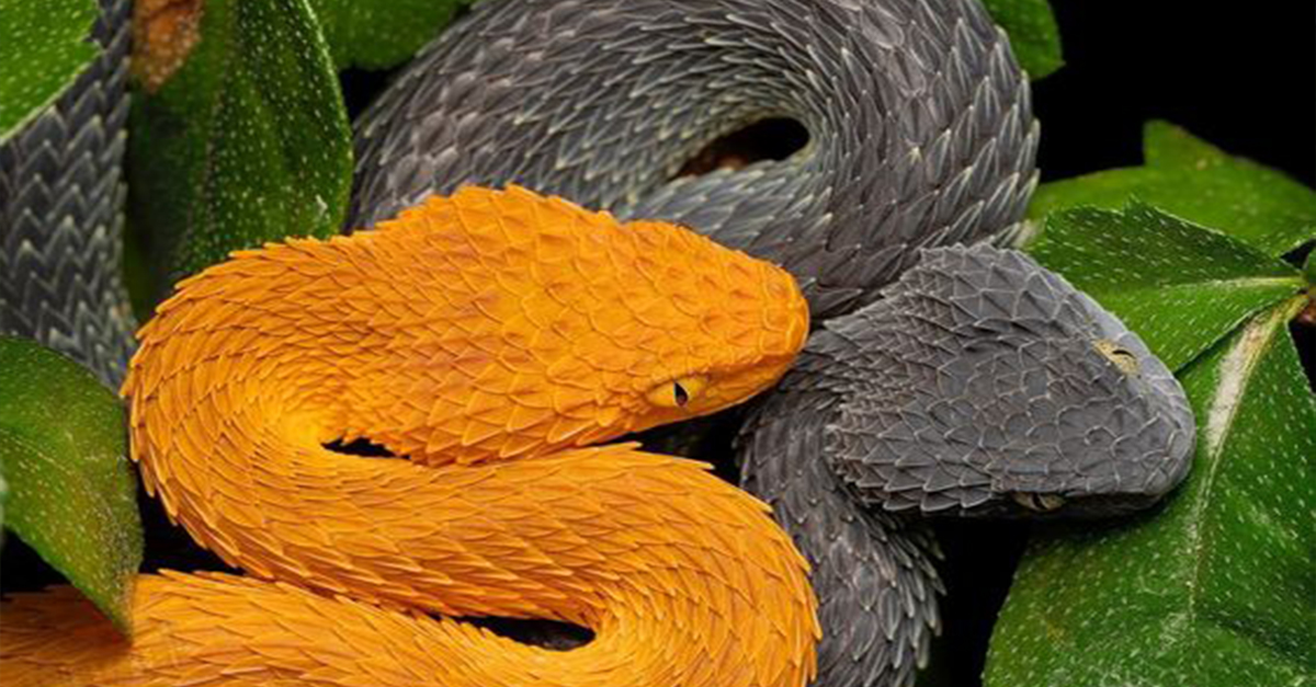 Serpents in sync, a colorful duet of nature.