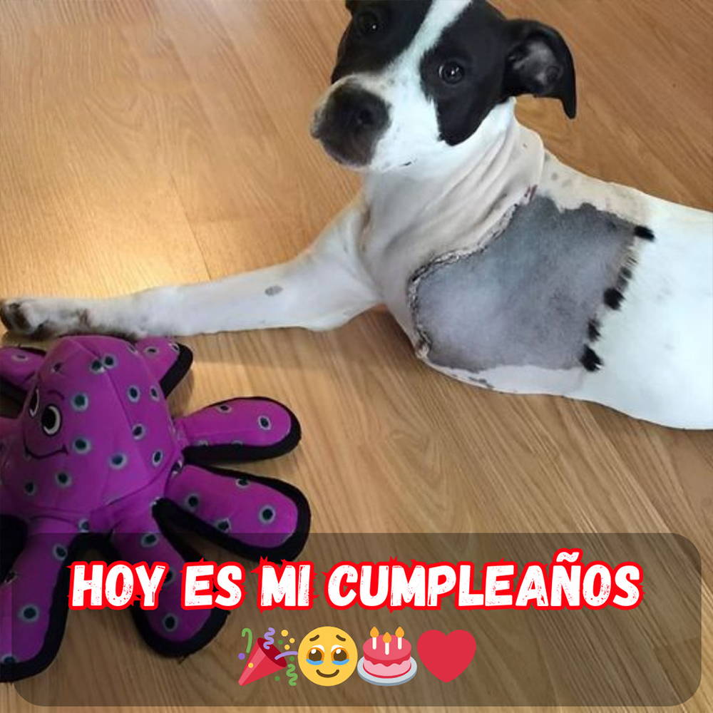 Cumpleaños feliz, ¡pero los deseos se escondieron! n