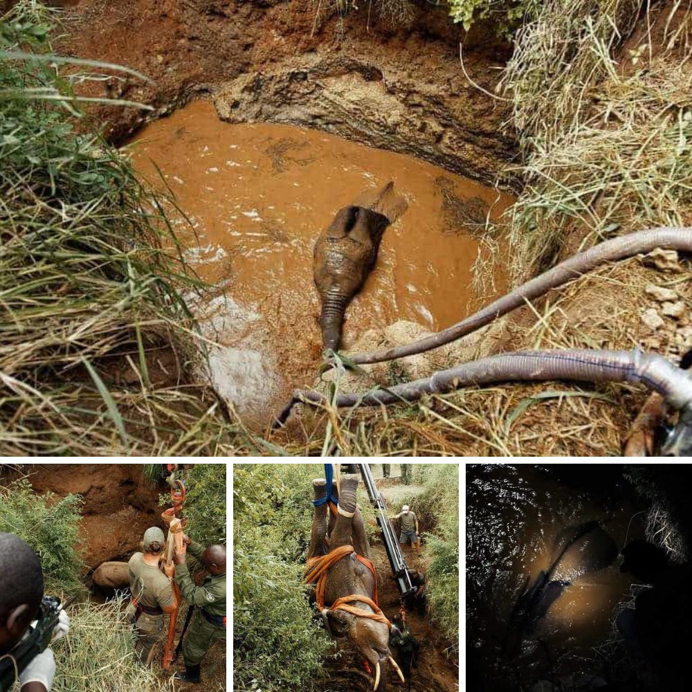 Elephant heroically rescued from a 45-foot well! 