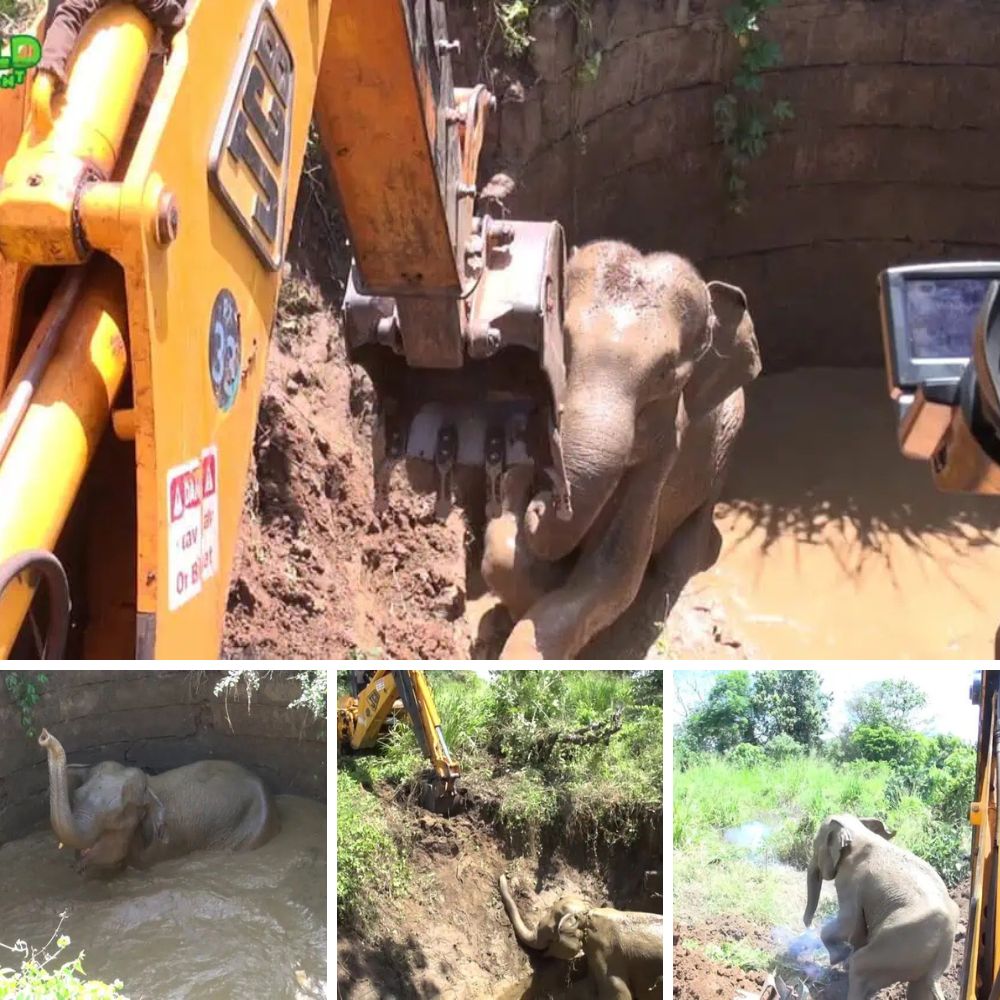 Baby elephant rescued from well finds a cozy new home! 