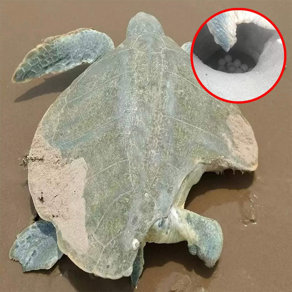 Heartbreaking Bravery: Injured Mother Turtle Crawls Back to Shore to Lay Her Eggs!